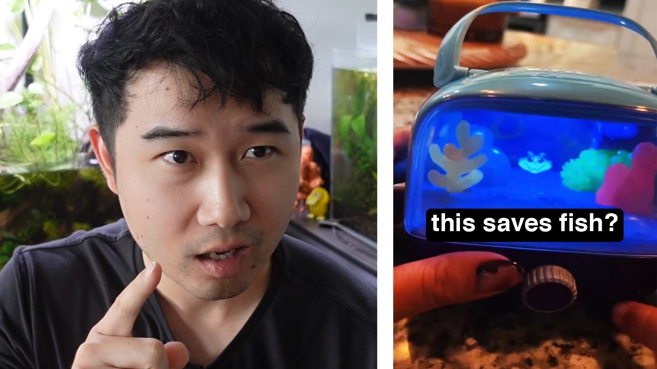 I found the CRAZIEST fish tank for kids | Fish Tank Review 376
