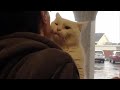 Кот запрыгнул на плечо к человеку, приехавшему в приют, и поехал вместе с ним домой