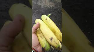 горы бананов в Эквадоре /вело путешествие по Латинской Америке /