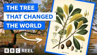 The little-known tree that revolutionised global communication - BBC REEL