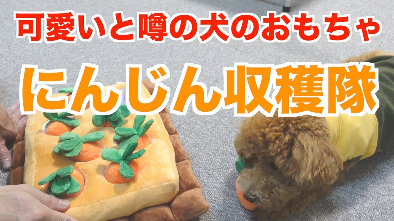 ノーズワーク 世界で話題の犬の知育玩具 にんじん収穫隊 購入 トイプードルのルナ君に頑張って収穫してもらいました Youtube
