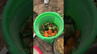 . #vegetablechopper #poultryfarmingtips #timesavinglaborsavinghighefficiency #supercost-effective