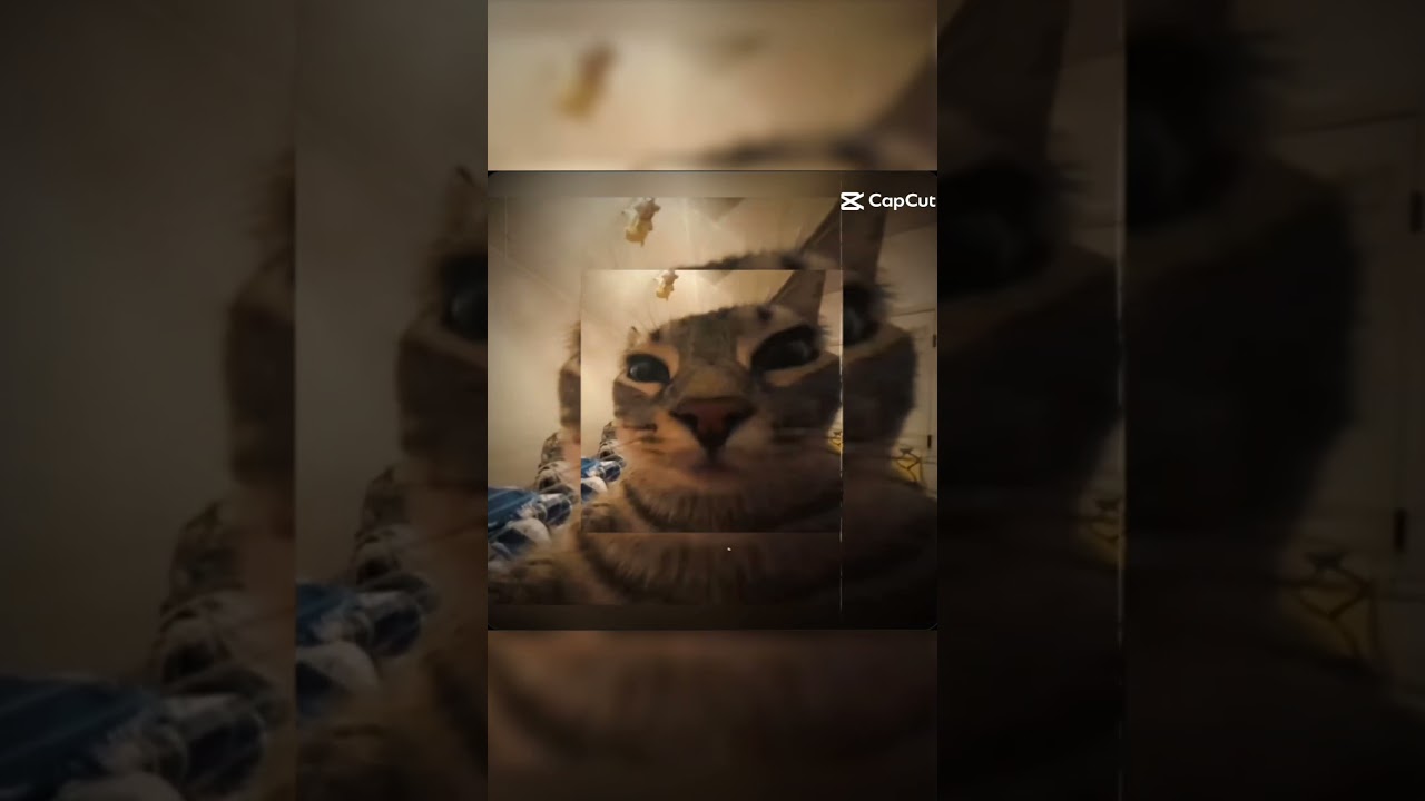 👎 cat = sigma /👍 sigma = cat 