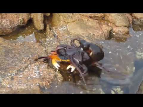 Ozzy Man Commentates an Octopus Eating a Crab