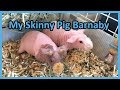 My skinny pig barnaby