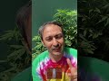 How to grow amazing cannabis | #shorts