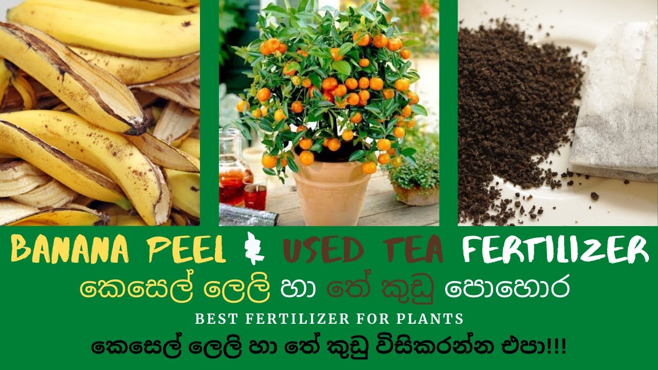 Best banana peel and used tea fertilizer for gardening කෙසෙල් ලෙලි හා