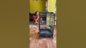 kita Coba Ablak 1 Burung Cendet ini bro #burung #kicaumania #qinarabanyuwangi