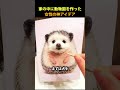 家が動物園になった 😂