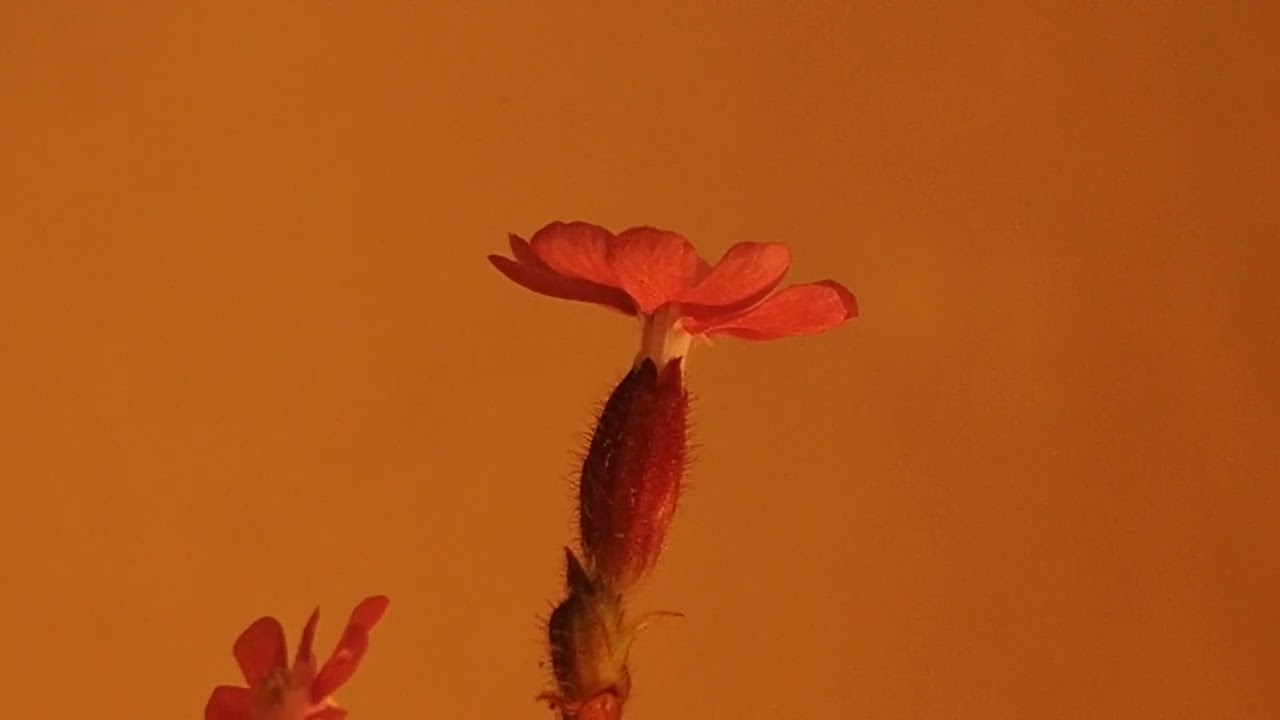 'Wind' - Ted Hughes Poem Sound Piece by Magic Arm featuring Holly Lowe