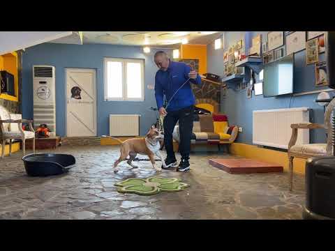 Video: Cum Să înveți Câinele Să Aducă Papuci