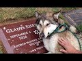 Top 10 Pets Reactions At Their Masters’ Gravesides