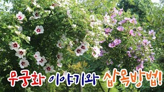 무궁화 이야기, 무궁화 삽목하는 방법! [우리나라꽃 무궁화 키우기] - How to cuttage Hibiscus