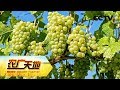 《农广天地》无核白鸡心葡萄种植技术 20190416 | CCTV农业