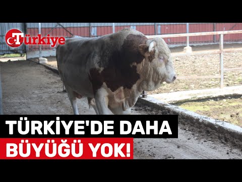 Otomobil Fiyatına Kurbanlık Boğa! Türkiye’de Daha Büyüğü Yok – TGRT Haber