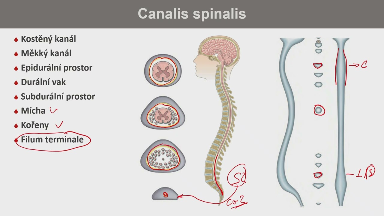 13. března 2024 - hřbetní mícha, míšní obaly, šedá a bílá hmota, cévní zásobení