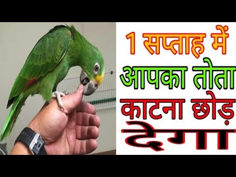 वीडियो: पक्षियों का ध्यान आकर्षित करने के 3 तरीके