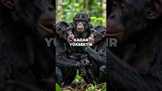 Bonobolar: Barışın Simgesi #shorts #bilgi #animals #bilim #belgesel #bilgiler