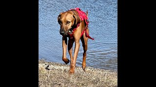 Adventure Recall Introduction to our online dog training course by Dog Training 360 3 views 10 months ago 9 minutes, 41 seconds