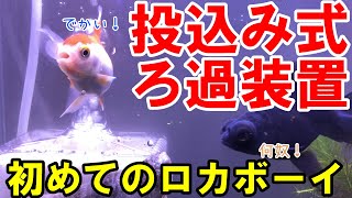 【初めてのロカボーイＭ】金魚水槽用にロカボーイを買ってきました設置してみたところ思いの他大きくＳサイズでも良かったかも電源不要でエアポンプのみで動くフィルターなのでメリットはありそうです【出目金水槽】