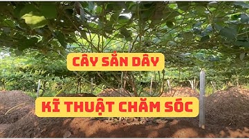 Kĩ thuật chăm sóc,bón phân cho cây để cây sắn dây đạt năng xuất cao