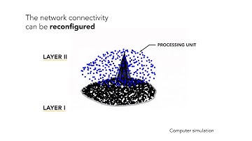 Neural networks grown and self-organized by noise