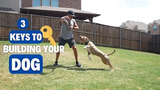 3 Keys to Building Your Dog