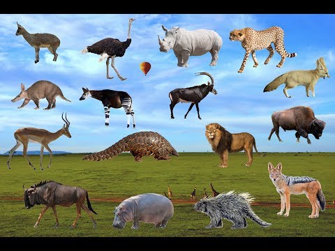 अफ्रीकी जानवरों के नाम और ध्वनियाँ (सभी जानवर) | बच्चों के लिए जानें जंगली जानवर | वन्यजीव