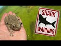 TREE FROG Gets Eaten By Pet Jaws!