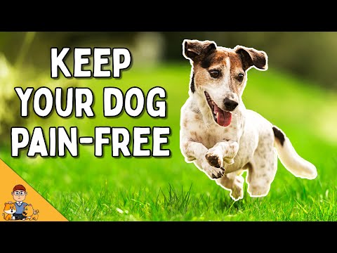 5 Arthritis Treatment Tips For Your Dog This Summer (veterinarian explains)