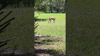 Emily the #weimaraner at it again!  WAIT FOR IT.