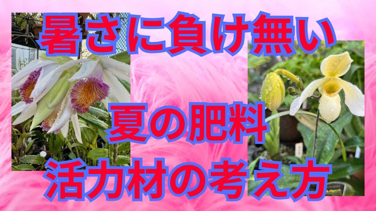 洋蘭　シンビジューム　カトレア　猛暑対策　酷暑乗り切るために