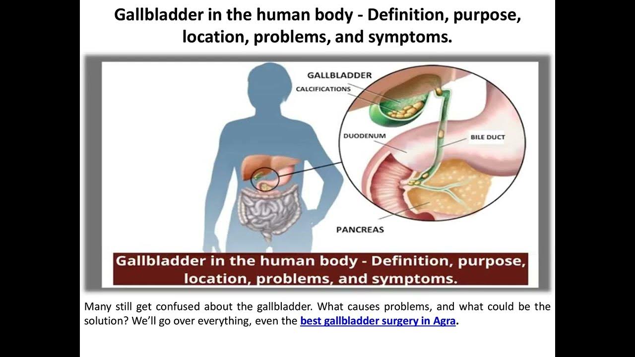 The Human Gallbladder Meaning, Function, Location, Issues, and