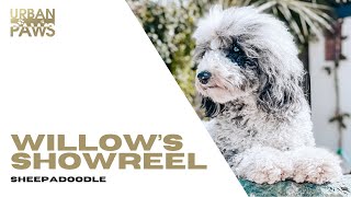 Willow (Sheepadoodle) Showreel