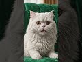 ai video #video #viral #ai #subscribe #like #trending #youtube #cat