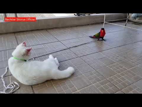 Video: Cara Berkawan Dengan Kucing Dan Burung Nuri