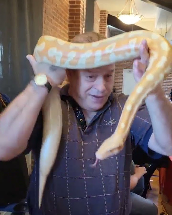 Blood python does not like this snakes python pythons 