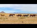 Pony express trail  wild mustangs  dugway geode beds utah  horses  wandering wassoms  s1e17