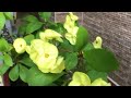 DİKENLERİN TACI ÇİÇEĞİ BAKIMI/EUPHORBİA/sütleğen çiçeği-coğaltılması-sulama-gübre-bol bol çiçek açma