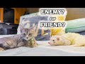 Ferrets meet a kitten for the 1st time