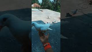 my channel is going to down please support ? pigeon bird viralvideo kabootar homingpigeons