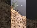 ظهور تمساح بمصرف الزوامل ظهر فجأة وغي ر كل الحسابات هشام عبدالسلام بلبيس الزوامل 
