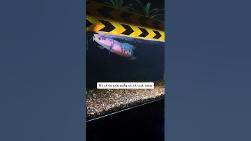 Lóc vảy rồng đỏ #cacanh #channa #caloccanh #calockieng #fish #channafish #channamaru