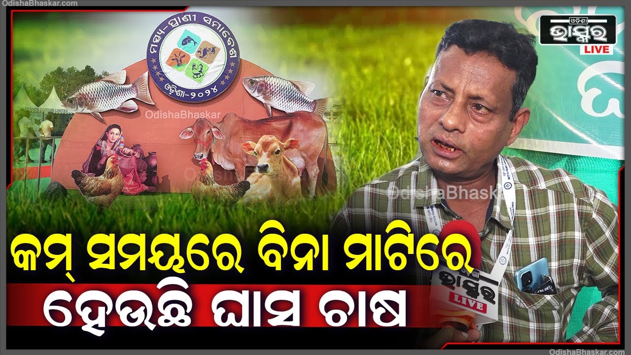 କମ ସମୟରେ ବିନା ମାଟିରେ ହେଉଛି ଘାସ ଚାଷ ,ଏହି ଚାଷ ହେବାକୁ ୭ ରୁ ୮ ଦିନ ସମୟ ନେଇଥାଏ...