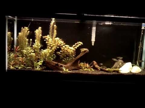 55 Gallon Planted Aquarium - Week 5