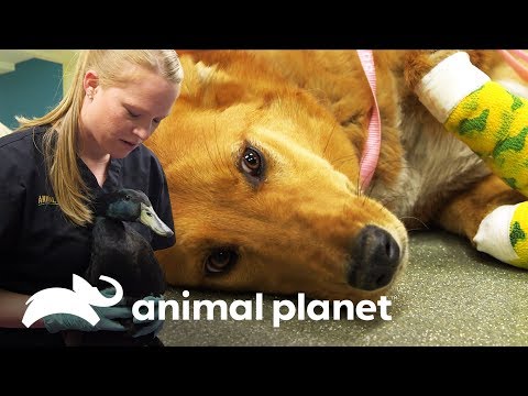 Vídeo: Identificando emergências de animais de estimação: Quando ver um veterinário, Stat!