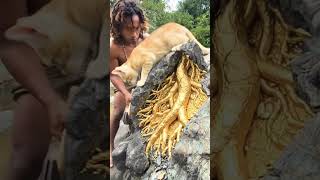 wildlife nature facts #trend #viral #youtubeshorts motivation travel golden mountain 🌄🏔️
