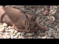 Cats&amp;DogsTV - УДИВИТЕЛЬНЫЙ МИР КОШЕК - КАРАКАЛ ДОМАШНИЙ / CARACAL FOR HOME