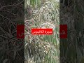 شجرة الكاليتوس فيها رحيق بكمية كبيرة