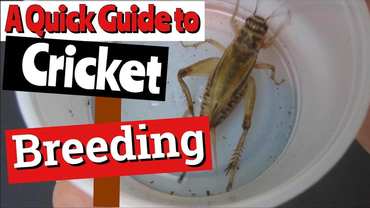 Breeding Crickets: A Quick Guide - YouTube